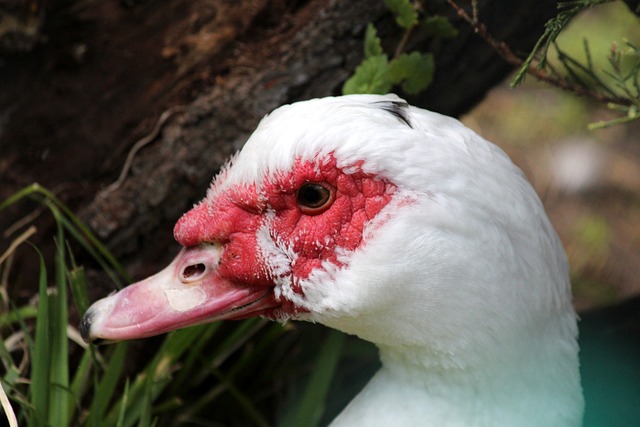 还是篮板保 还是篮板保