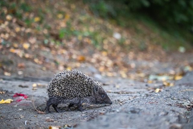 国际贵宾 国际贵宾